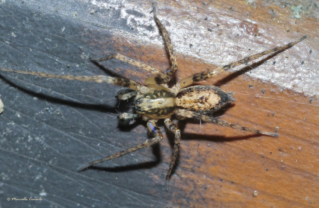 Buzzing Spider