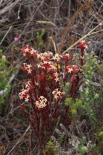 Crassula fascicularis