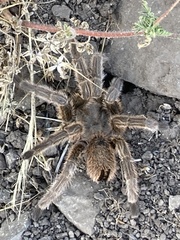 Grammostola rosea