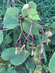 Begonia grandis