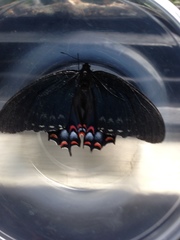 Papilio garamas garamas