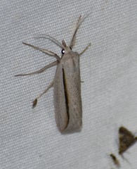 Doryodes tenuistriga