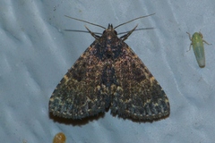 Metalectra tantillus