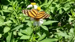 Eresia phillyra phillyra