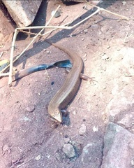 Mesoscincus altamirani