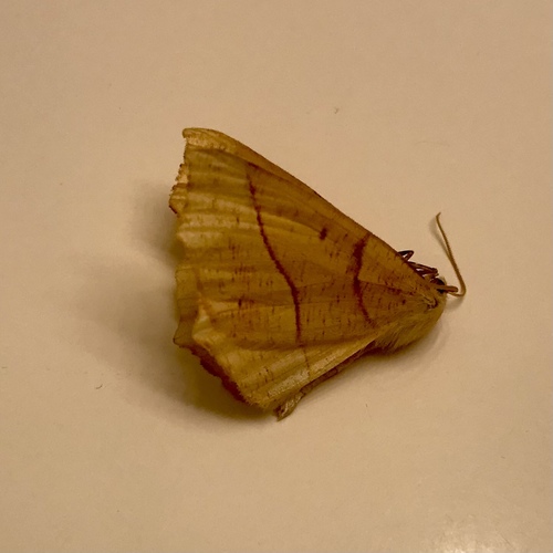 October Thorn photo 4