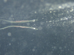 Syngnathus rostellatus