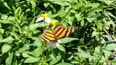 Eresia phillyra phillyra