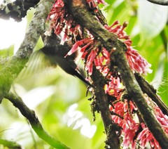 Satyria warszewiczii