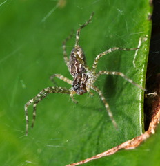 Dendrolycosa robusta