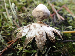 Geastrum minimum
