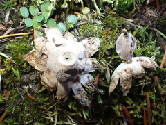 Geastrum minimum