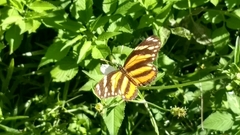 Eresia phillyra phillyra