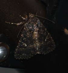 Condica albigera