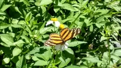 Eresia phillyra phillyra