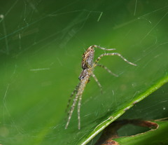 Dendrolycosa robusta