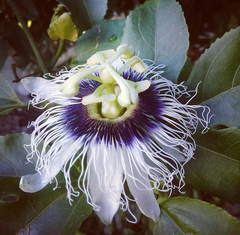 Passiflora edulis flavicarpa