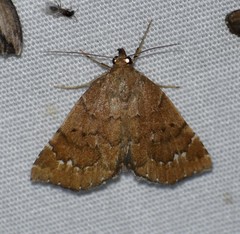 Focillidia texana