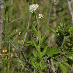 Ceanothus herbaceus