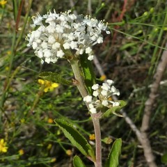 Ceanothus herbaceus