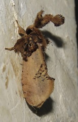 Acrolophinae