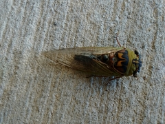 Megatibicen pronotalis