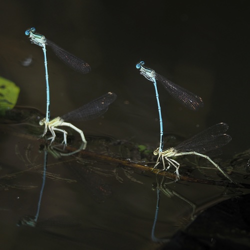 Baltakojė strėliukė nuotrauka