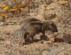 Atlantoxerus getulus