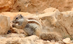 Atlantoxerus getulus