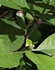 Dendrolycosa robusta