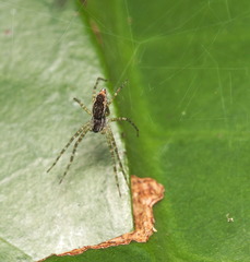 Dendrolycosa robusta