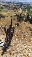 Trichocereus chiloensis chiloensis