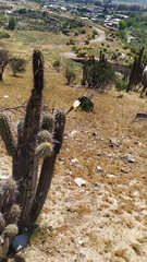 Trichocereus chiloensis chiloensis
