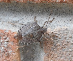 Halyomorpha halys