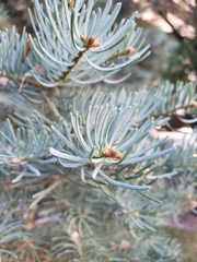 Abies concolor