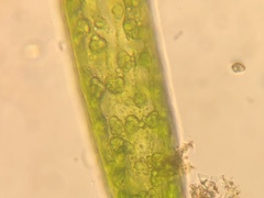 Pleurotaenium