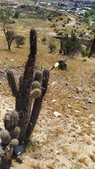Trichocereus chiloensis chiloensis