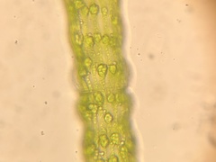 Pleurotaenium