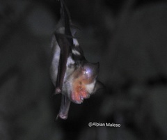 Hipposideros