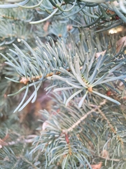 Abies concolor