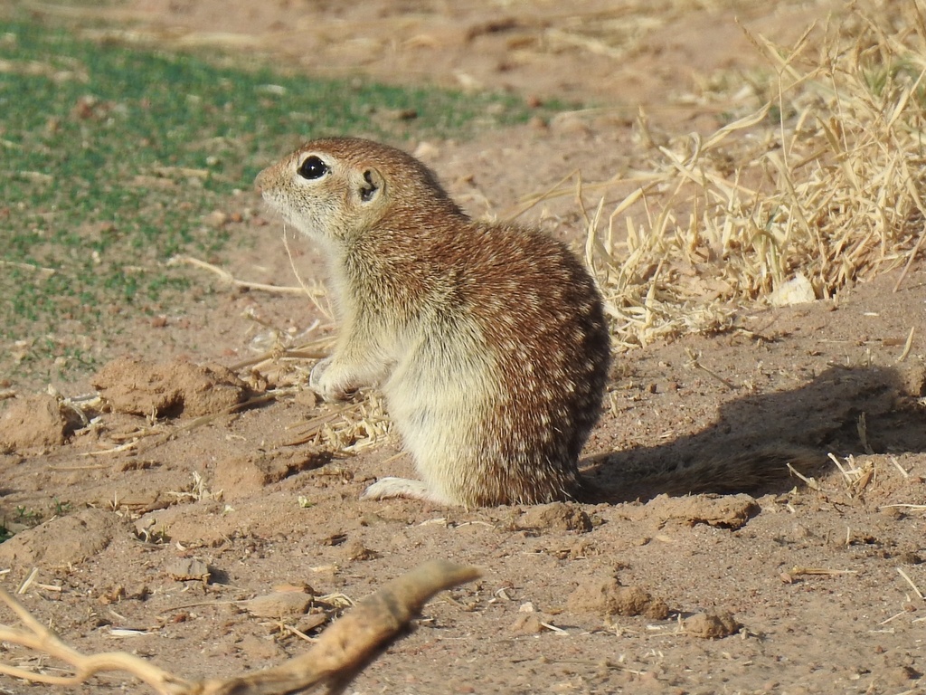 Spotted Ground Squirrel Squirrels And Chipmunks Of The Us · Inaturalist