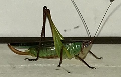 Orchelimum pulchellum