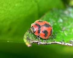 Novius cardinalis