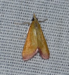 Xanthostege roseiterminalis