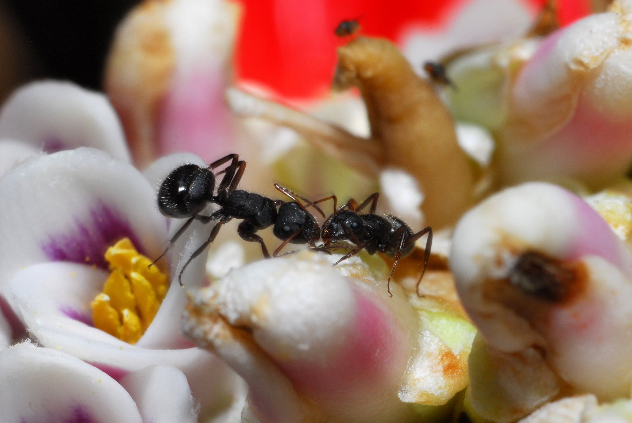 Camponotus crassus