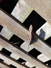 Anolis carolinensis