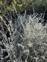 Leucophyllum candidum