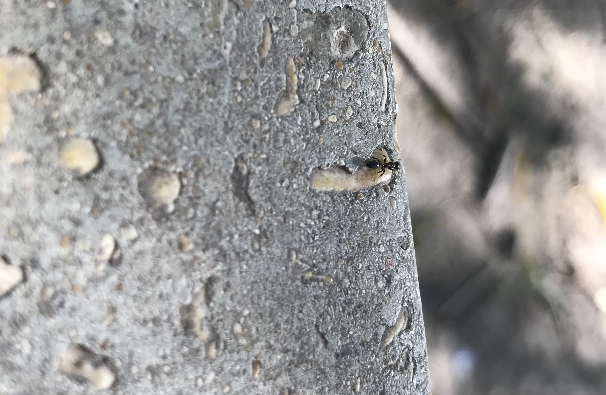 Pseudomyrmex ejectus