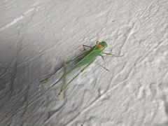 Microcentrum californicum