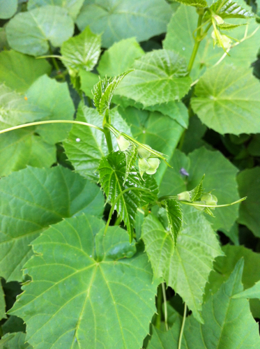 Bejuco de sanalotodo (Cissus verticillata)